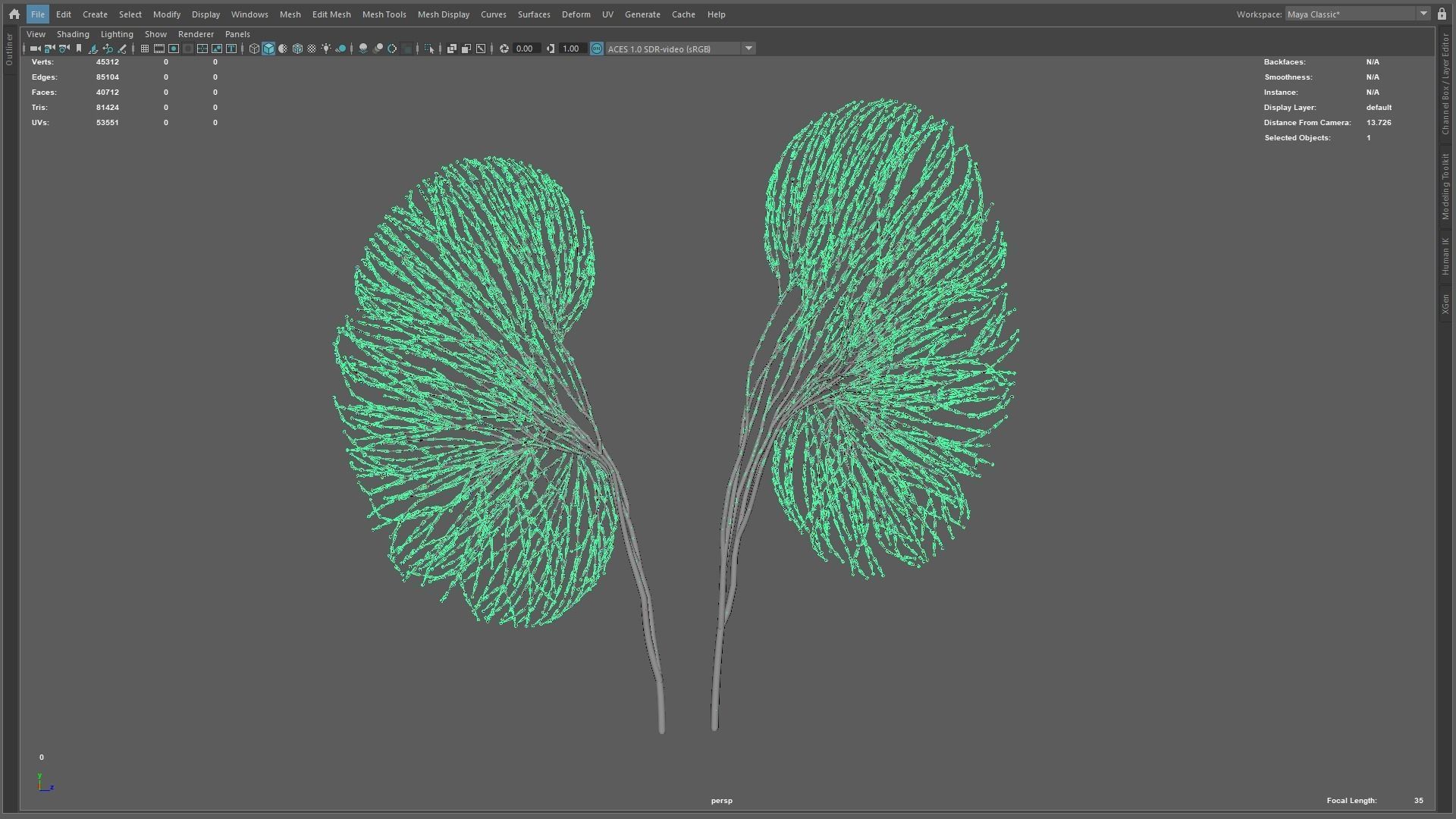Human kidney made out of lines Unrolling growing animation 3D model_11