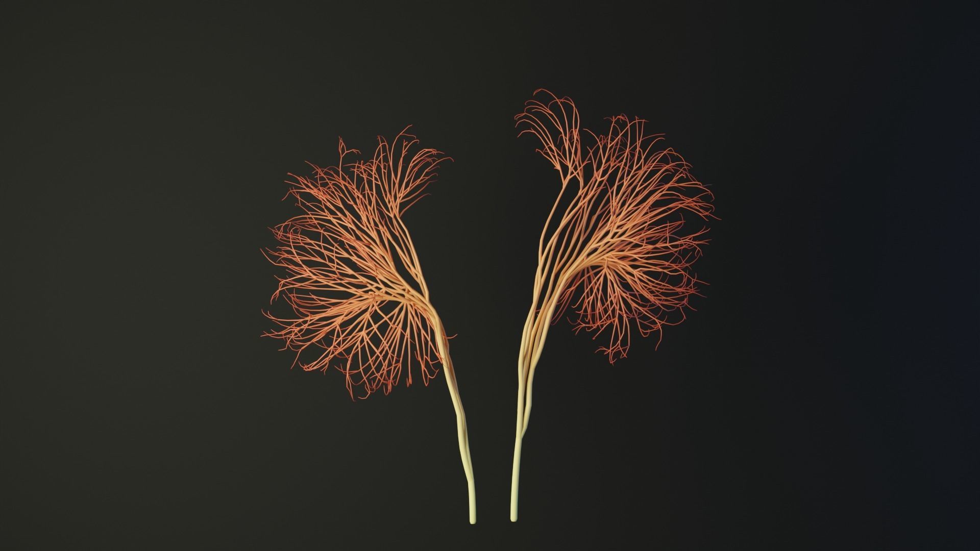 Human kidney made out of lines Unrolling growing animation 3D model_3