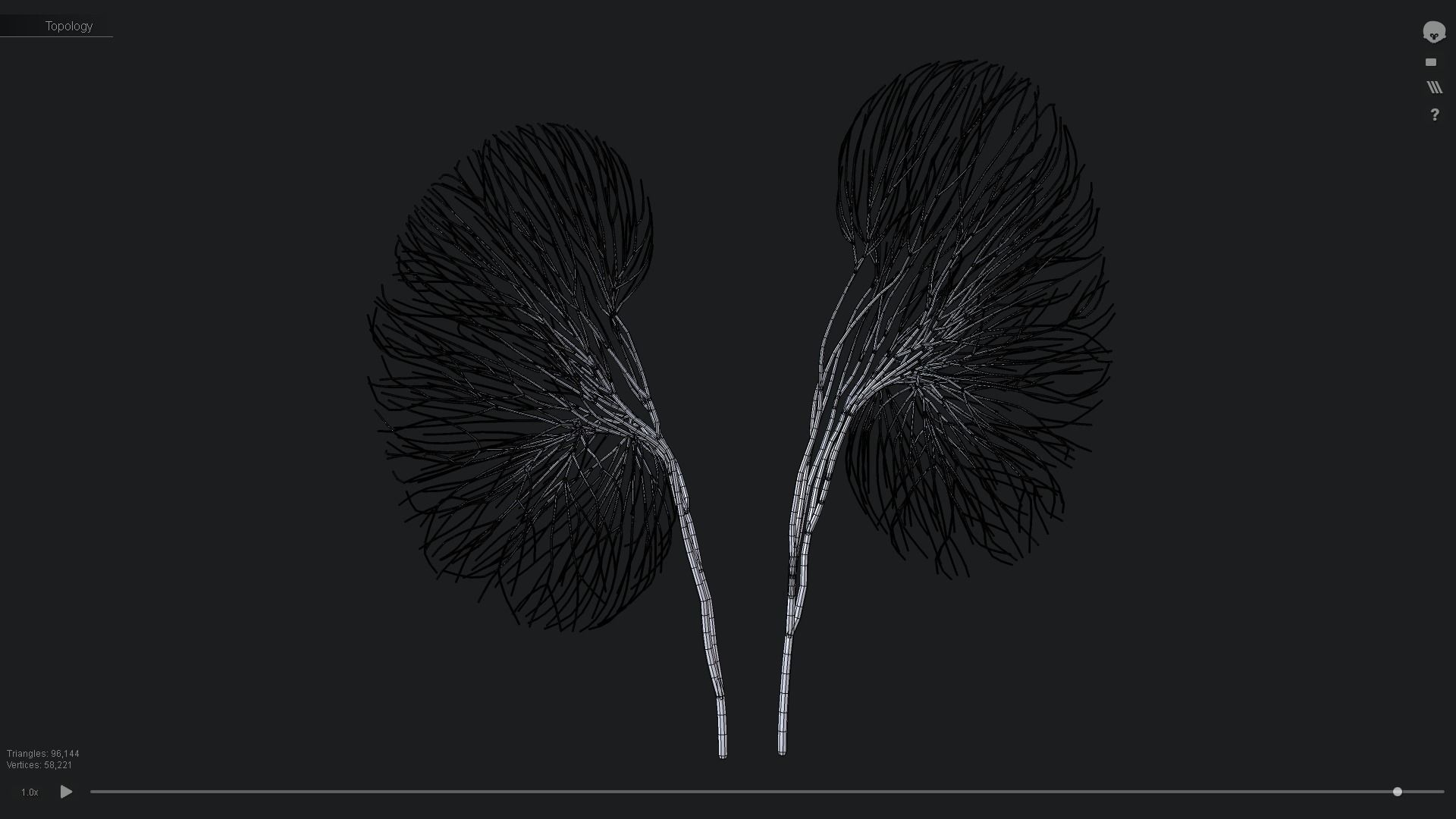 Human kidney made out of lines Unrolling growing animation 3D model_4