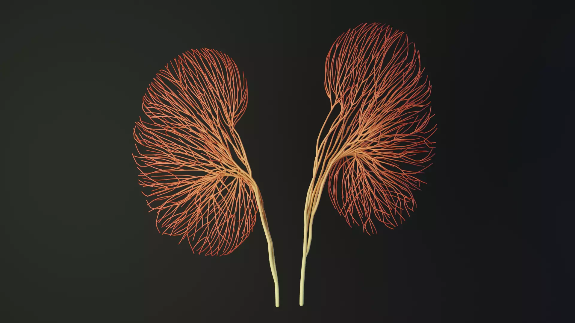 Human kidney made out of lines Unrolling growing animation 3D model_0