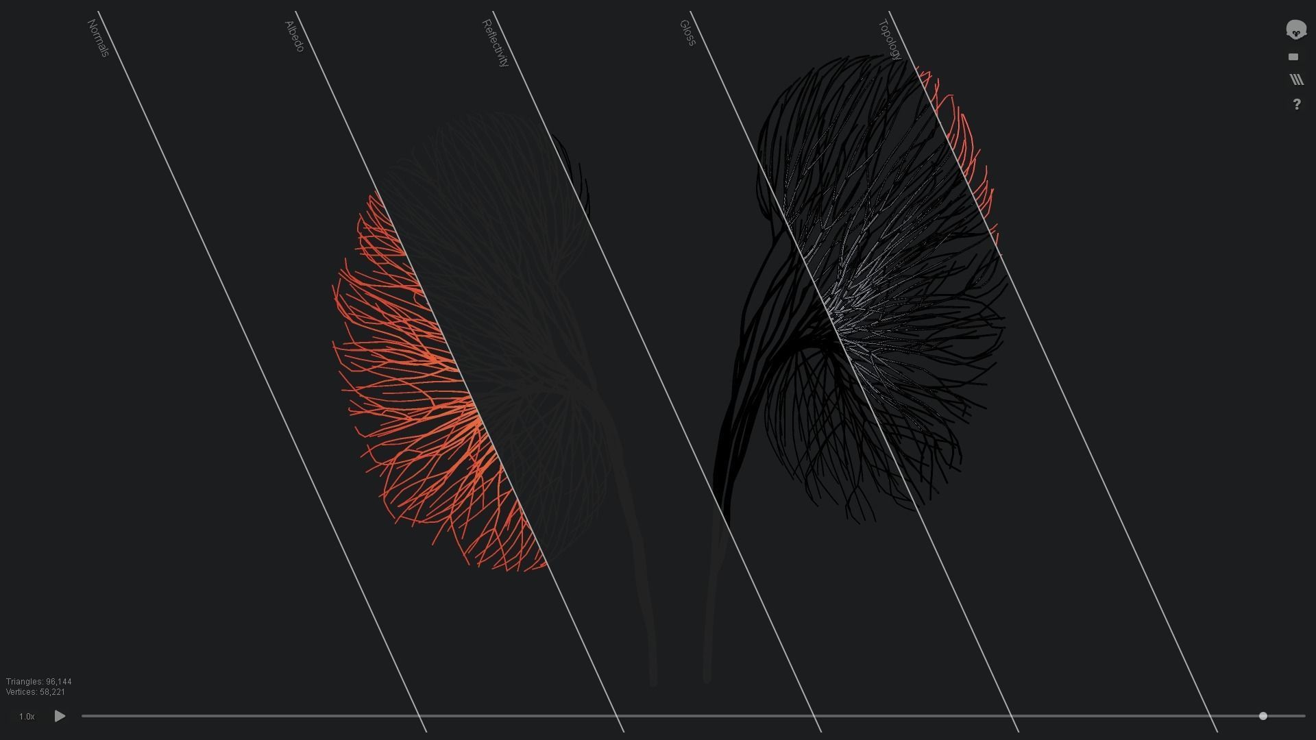 Human kidney made out of lines Unrolling growing animation 3D model_5