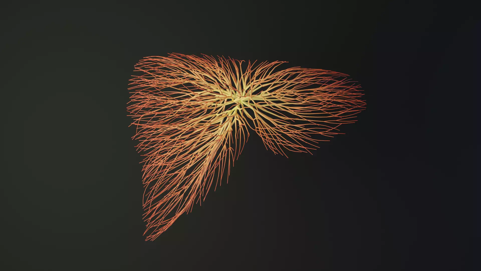 Human liver made out of lines Unrolling growing animation 3D model_0