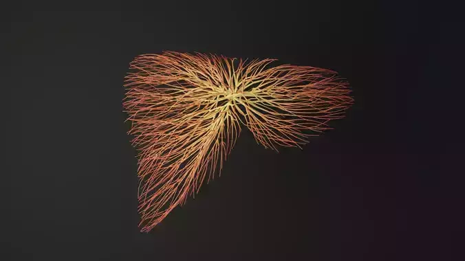Human liver made out of lines Unrolling growing animation 3D model