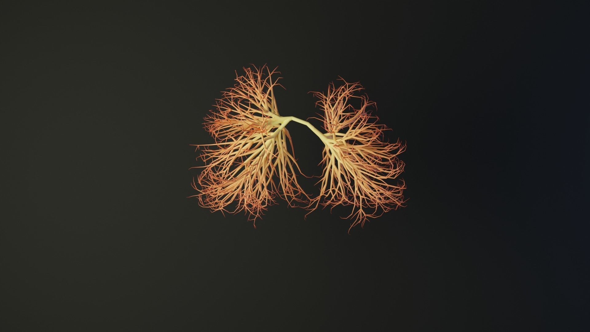 Human lungs made out of lines Unrolling growing animation 3D model_3