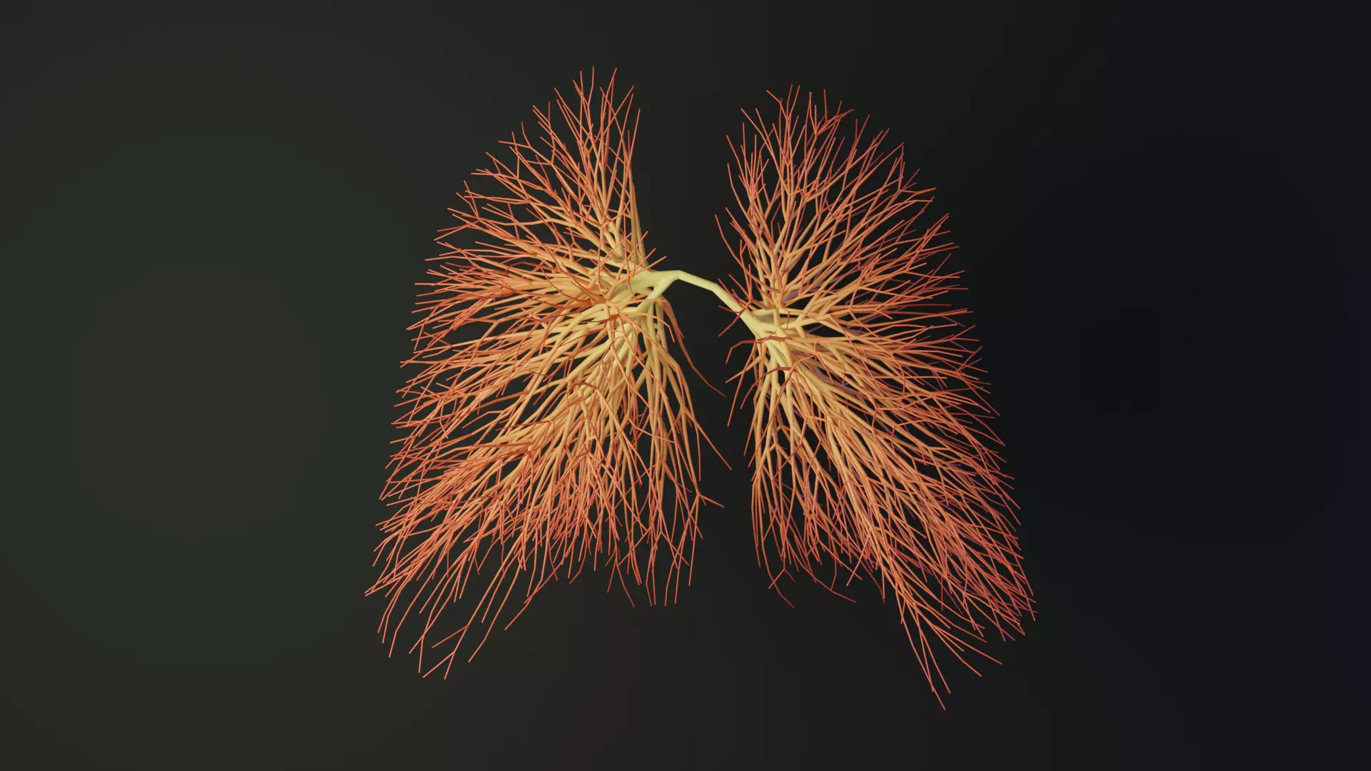 Human lungs made out of lines Unrolling growing animation 3D model_0