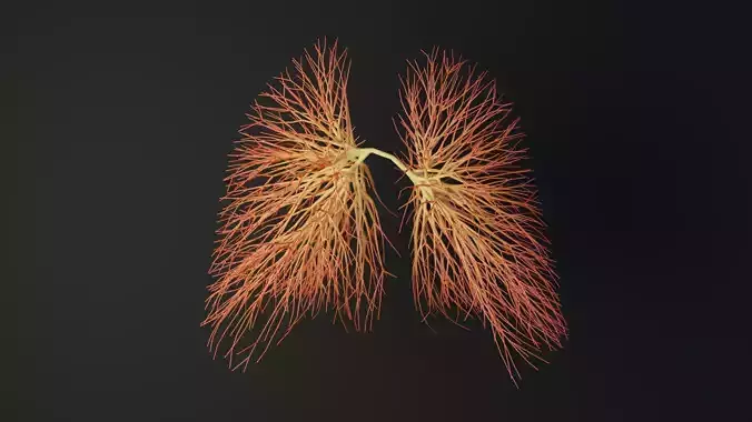 Human lungs made out of lines Unrolling growing animation 3D model