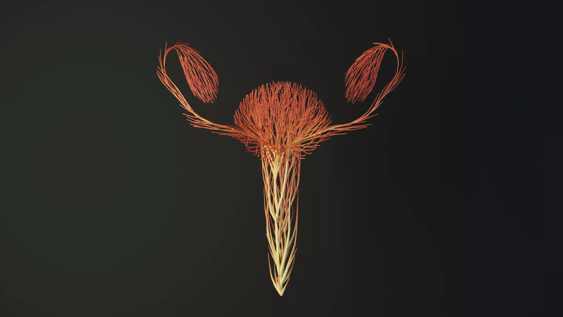 Human Uterus made out of lines Unrolling growing animation 3D model_0