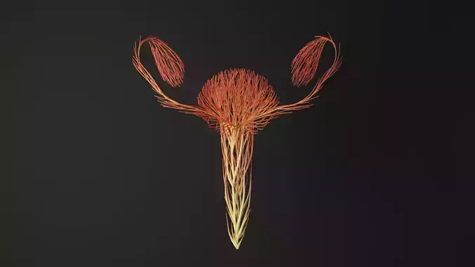 Human Uterus made out of lines Unrolling growing animation 3D model