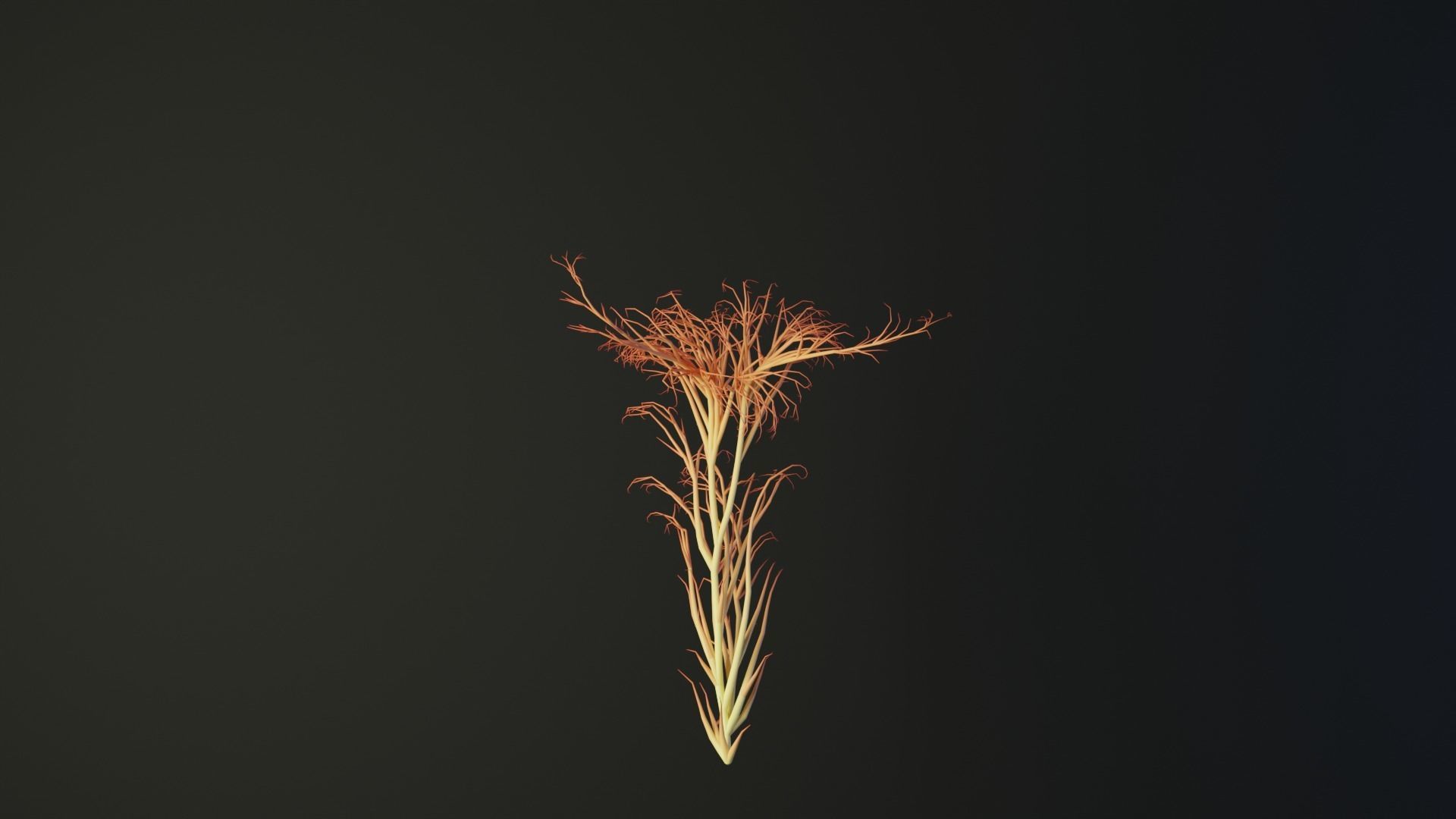 Human Uterus made out of lines Unrolling growing animation 3D model_3