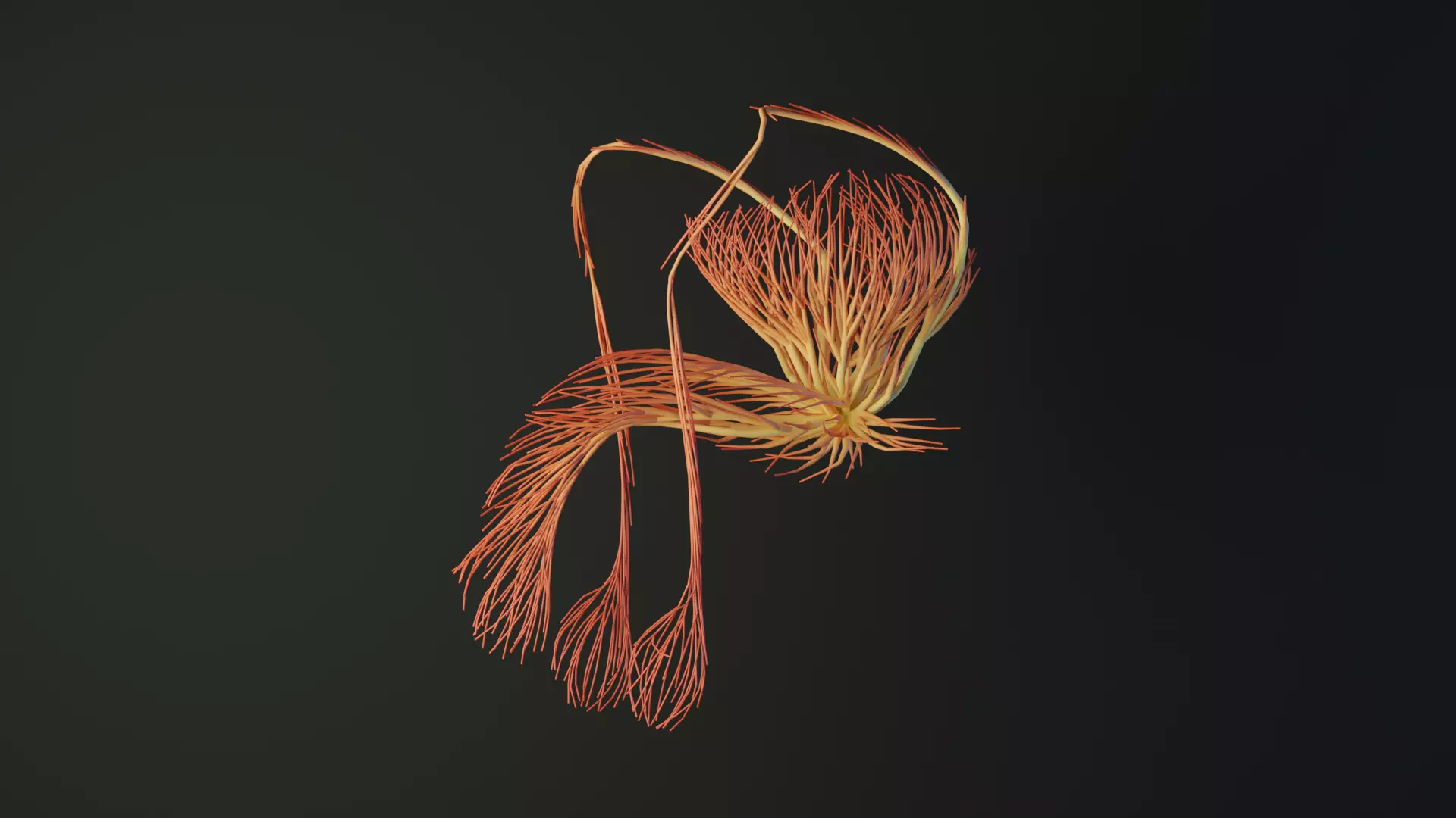 Human Tescticles made out of lines Unrolling growing animation 3D model_0