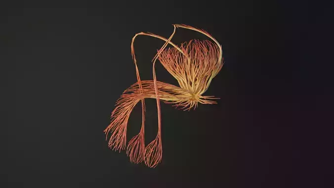 Human Tescticles made out of lines Unrolling growing animation 3D model