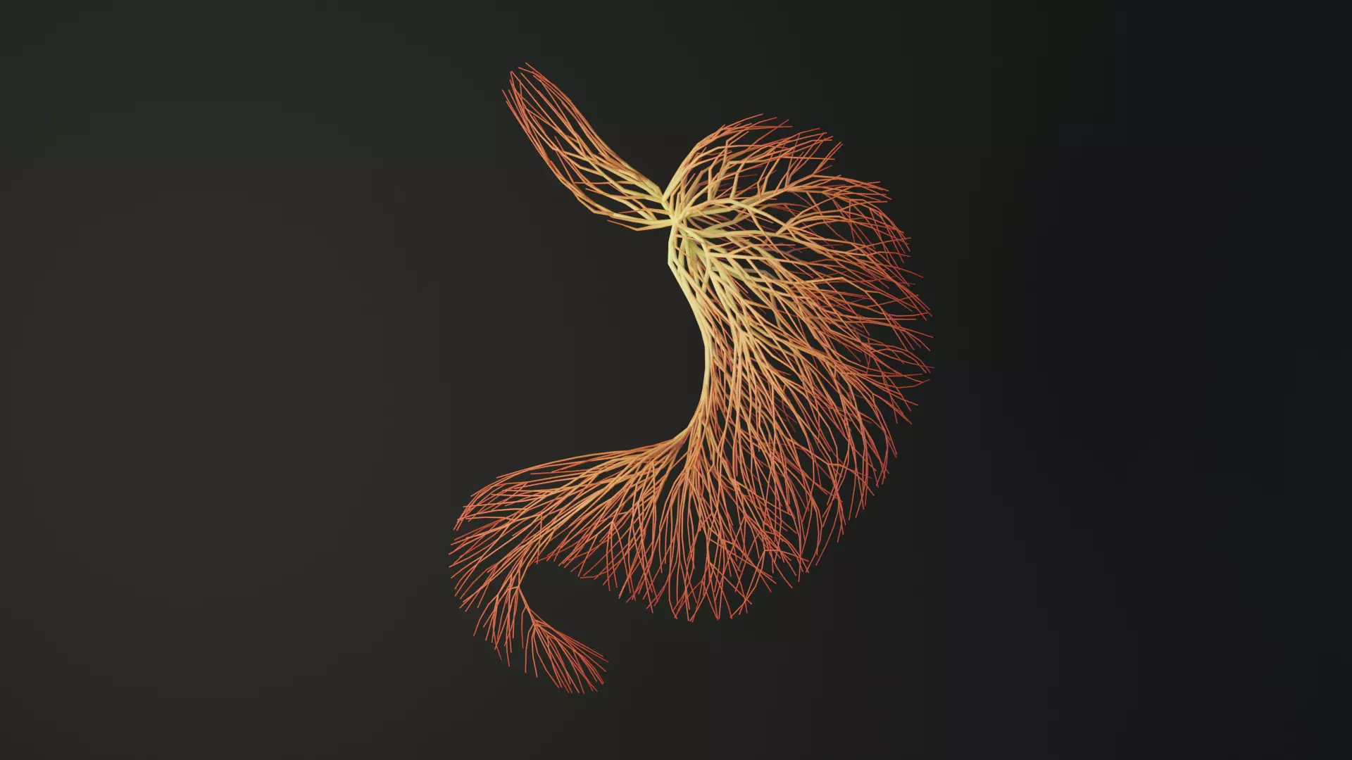 Human stomach made out of lines Unrolling growing animation 3D model_0