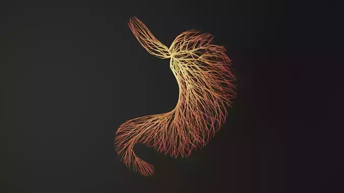 Human stomach made out of lines Unrolling growing animation 3D model Human stomach made out of lines Unrolling growing animation 3D model