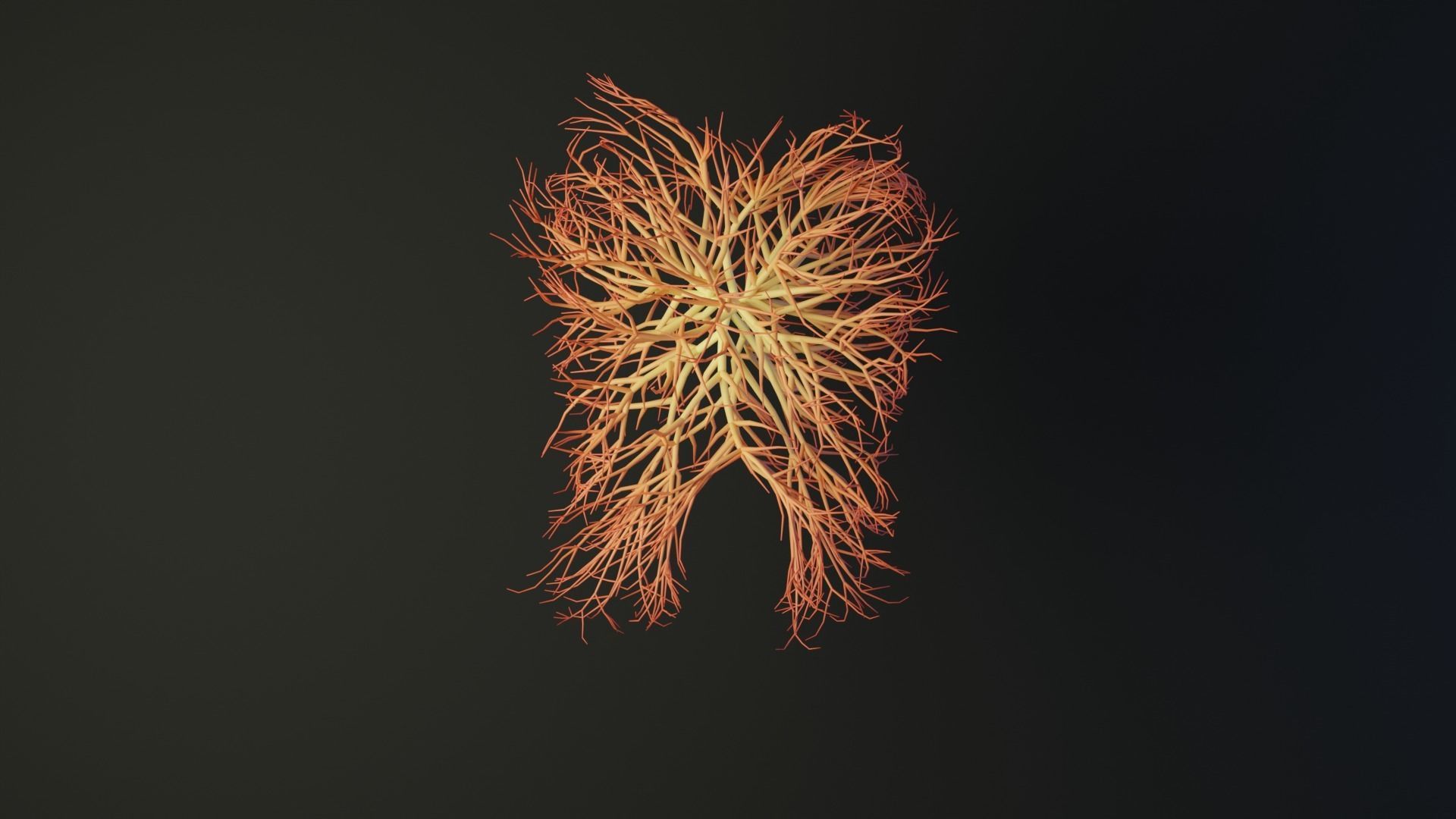 Human tooth made out of lines Unrolling growing animation 3D model_3