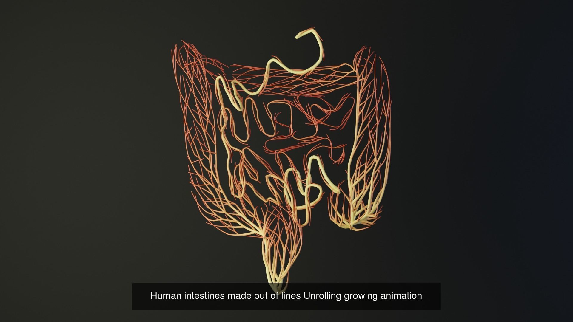 Human body parts made out of lines unrolling growing animation 3D Model Collection_32