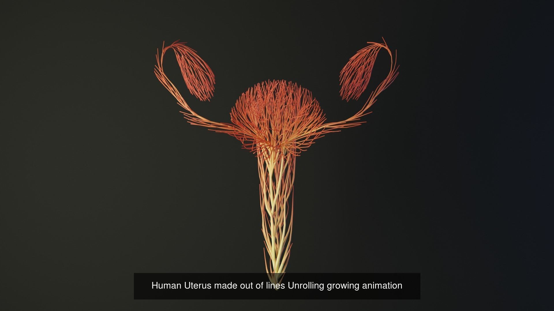 Human body parts made out of lines unrolling growing animation 3D Model Collection_36