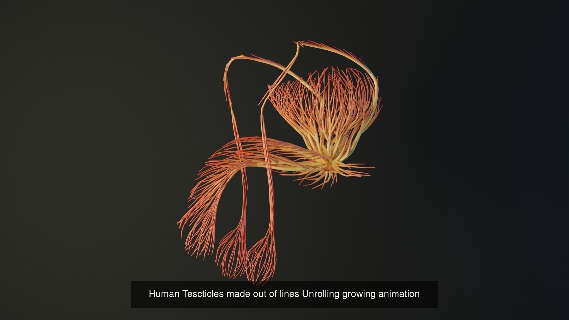 Human body parts made out of lines unrolling growing animation 3D Model Collection_37