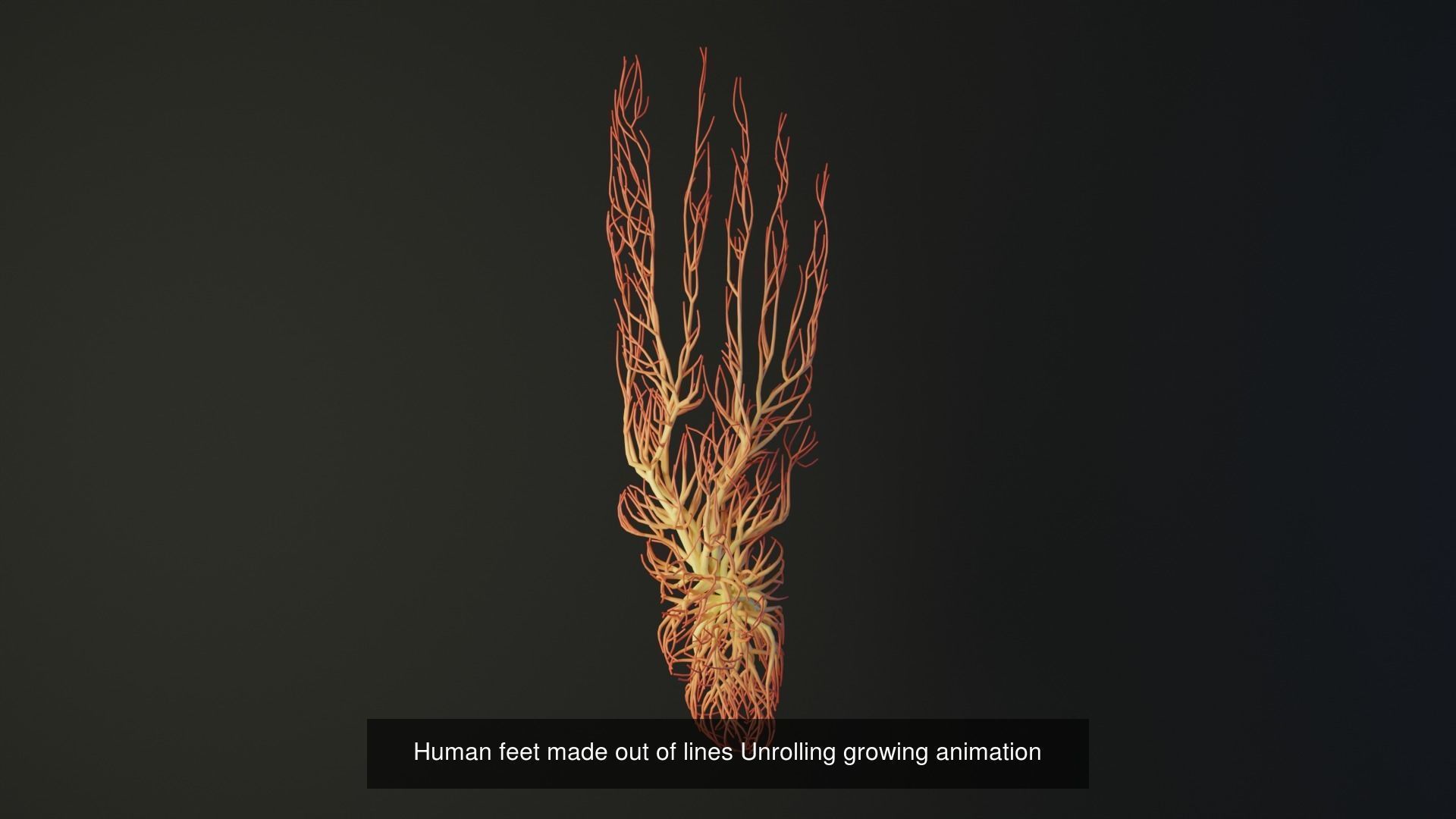 Human body parts made out of lines unrolling growing animation 3D Model Collection_29