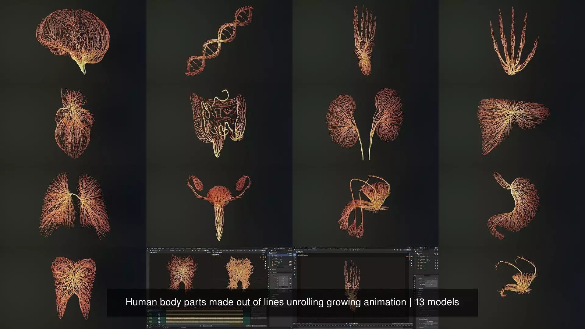 Human body parts made out of lines unrolling growing animation 3D Model Collection_0