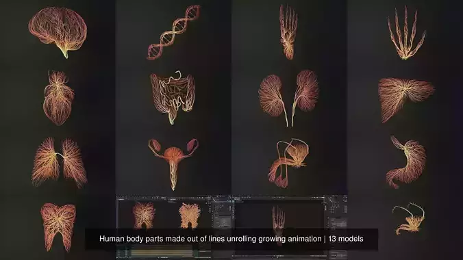 Human body parts made out of lines unrolling growing animation 3D Model Collection