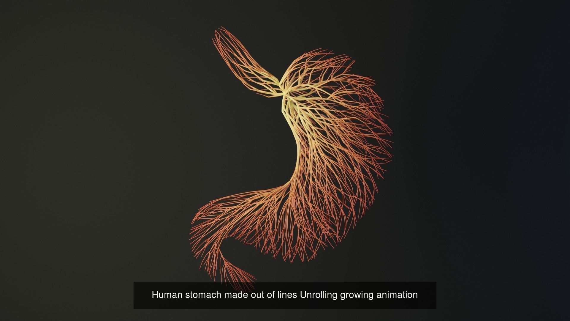 Human body parts made out of lines unrolling growing animation 3D Model Collection_38