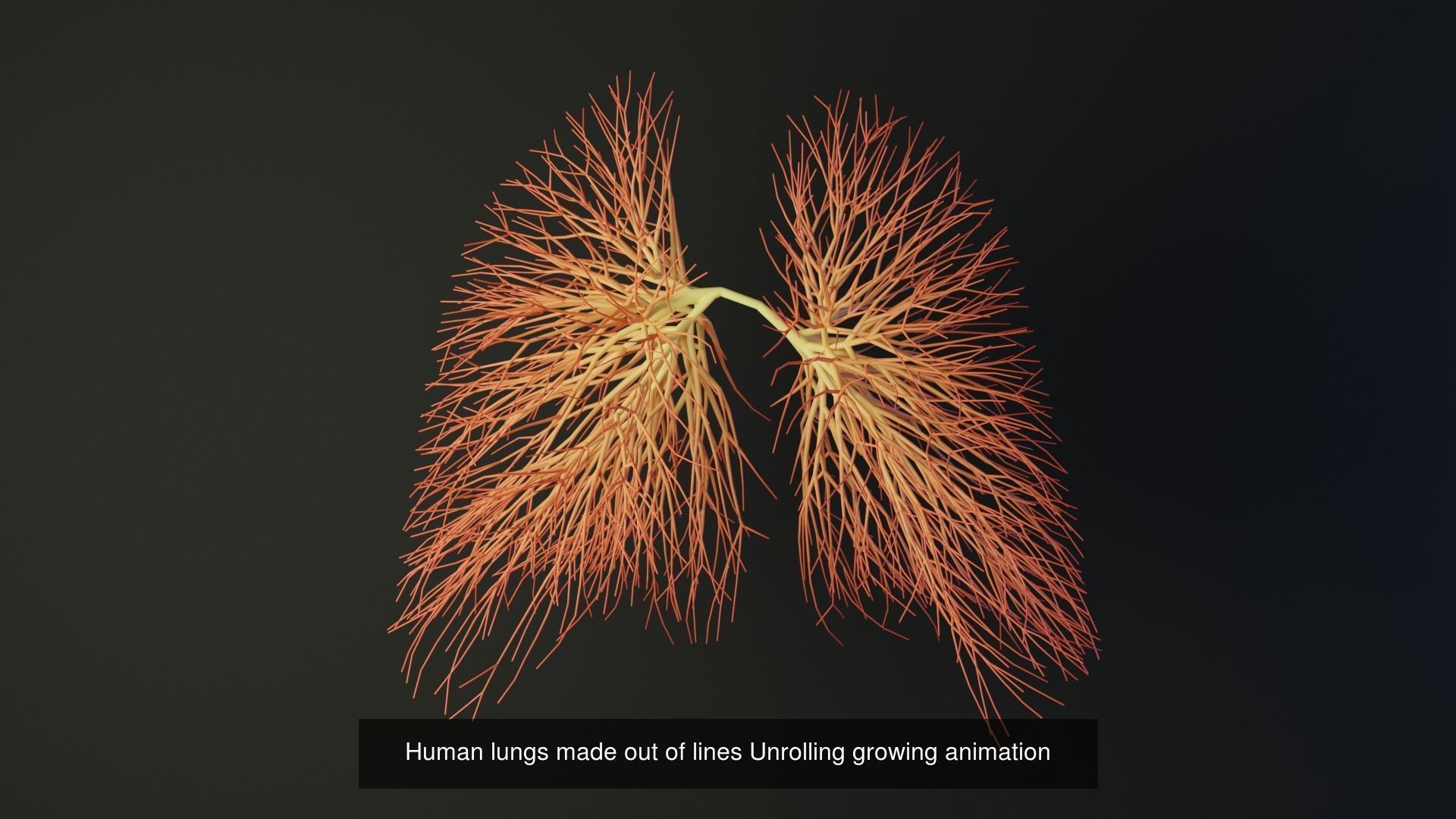 Human body parts made out of lines unrolling growing animation 3D Model Collection_35