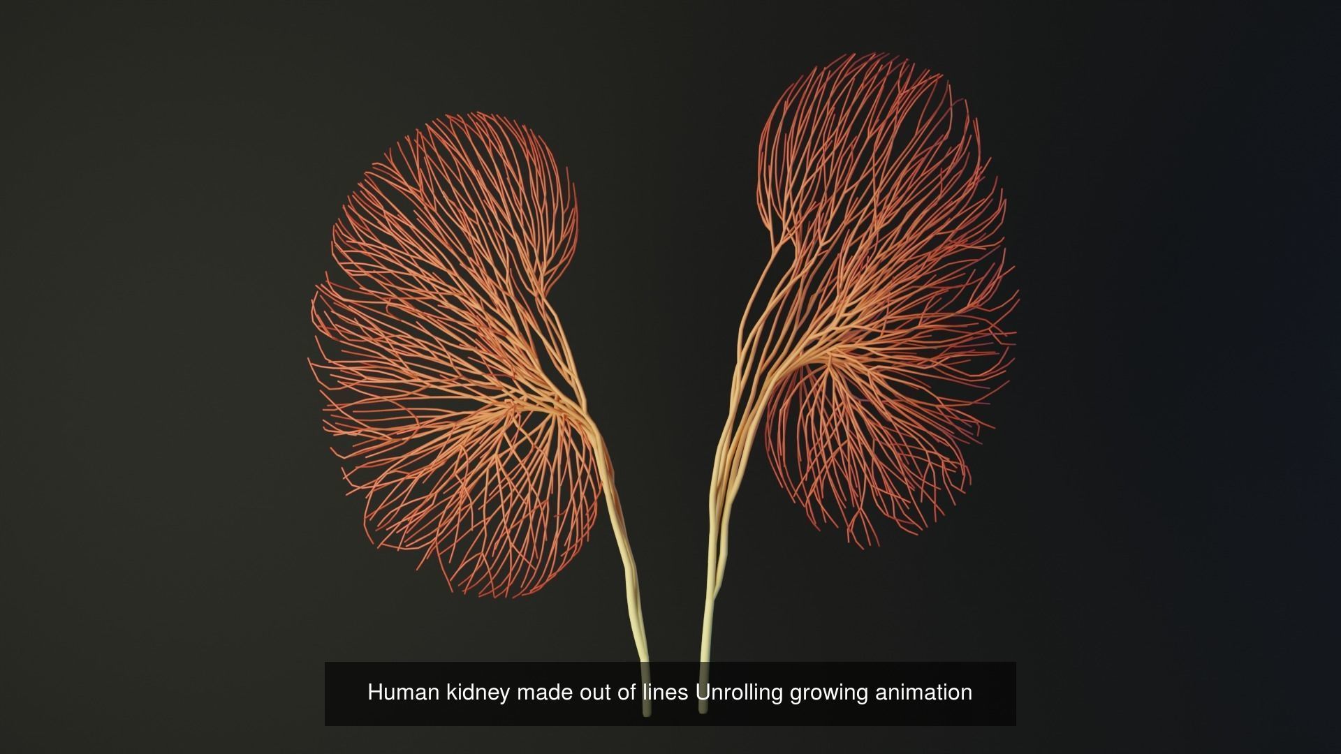 Human body parts made out of lines unrolling growing animation 3D Model Collection_33