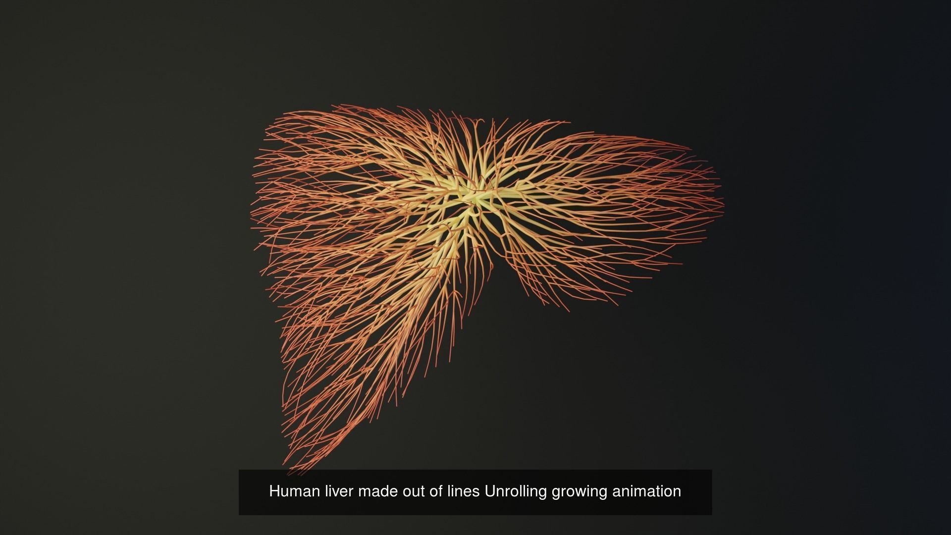 Human body parts made out of lines unrolling growing animation 3D Model Collection_34
