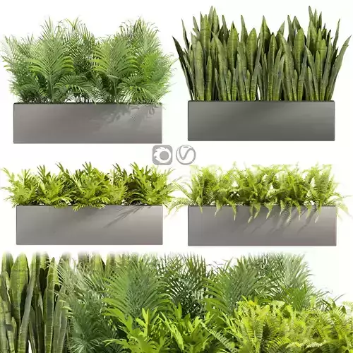 Collection plant vol 410 - indoor - sansveria - fern  3D model