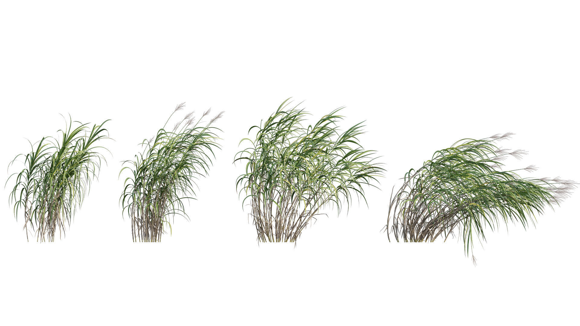 Miscanthus giganteus 02 3D model_1
