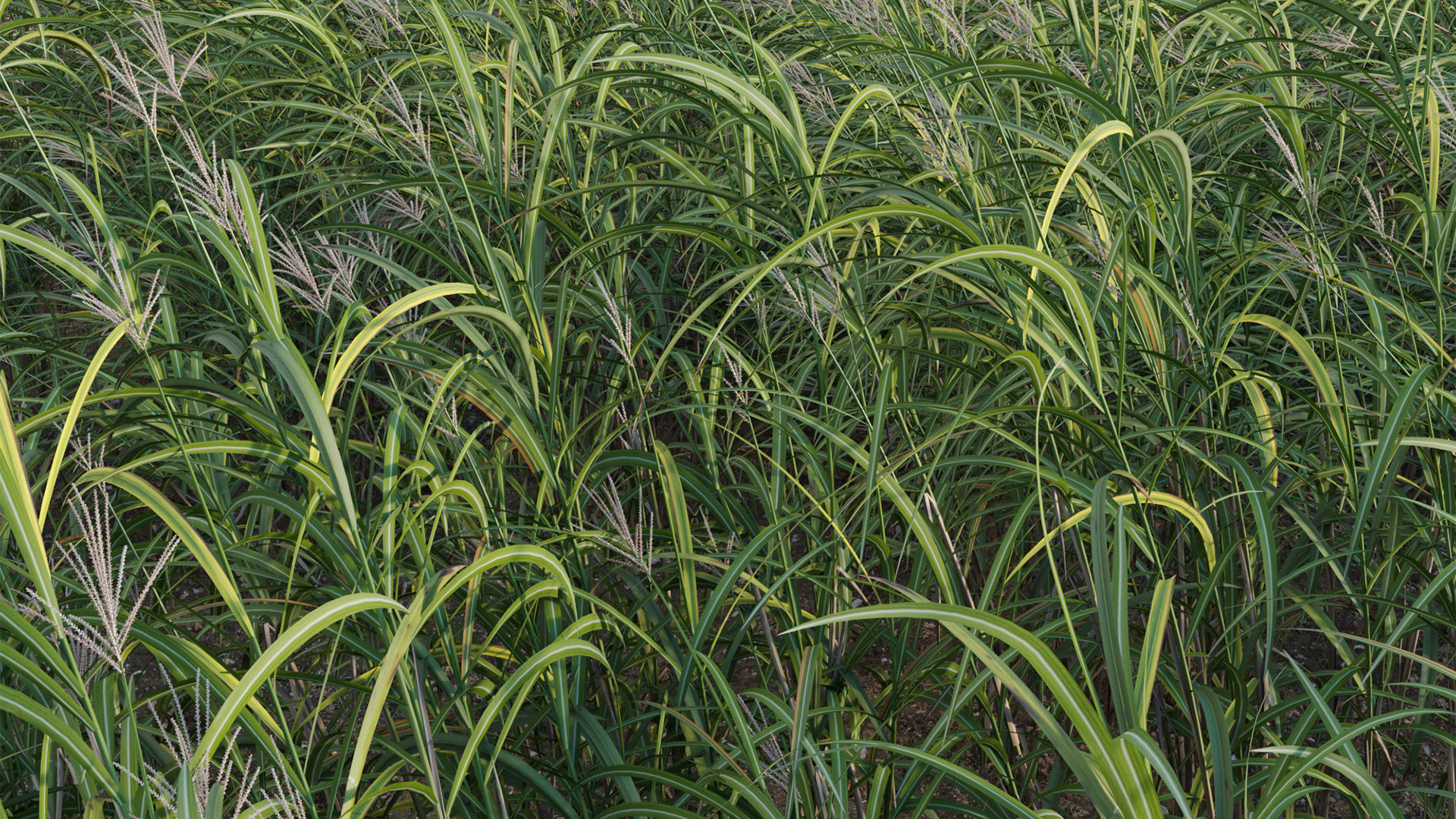 Miscanthus giganteus 02 3D model_3