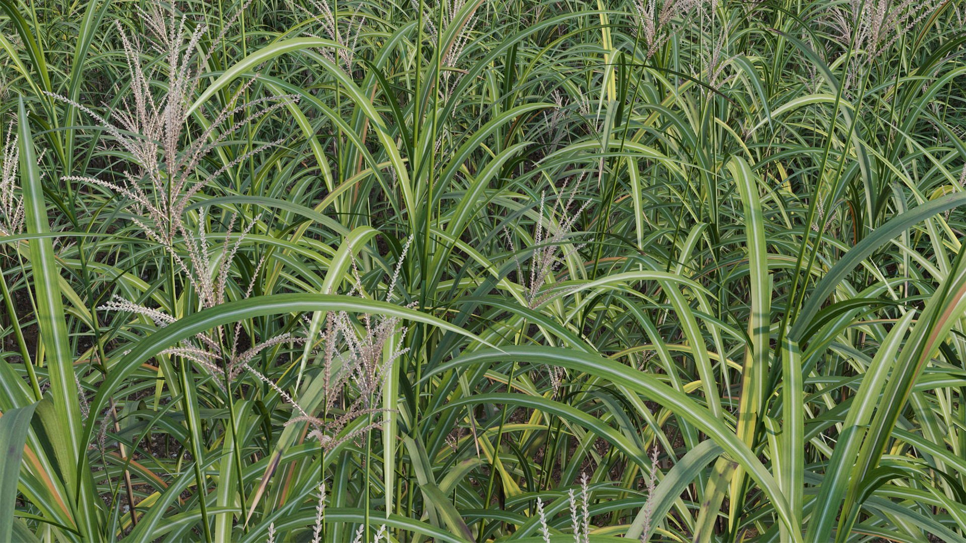 Miscanthus giganteus 02 3D model_5