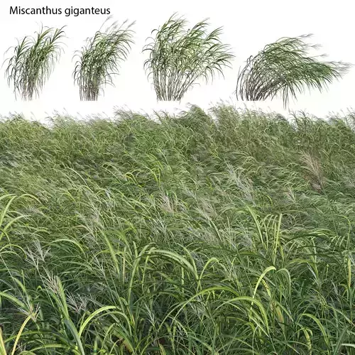 Miscanthus giganteus 02 3D model