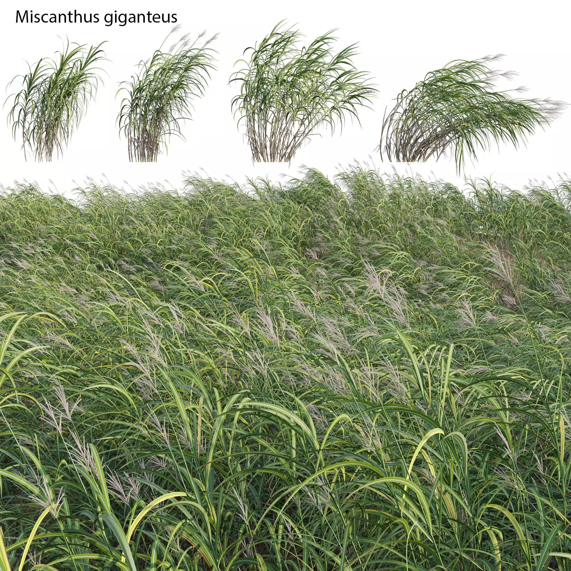 Miscanthus giganteus 02 3D model_0