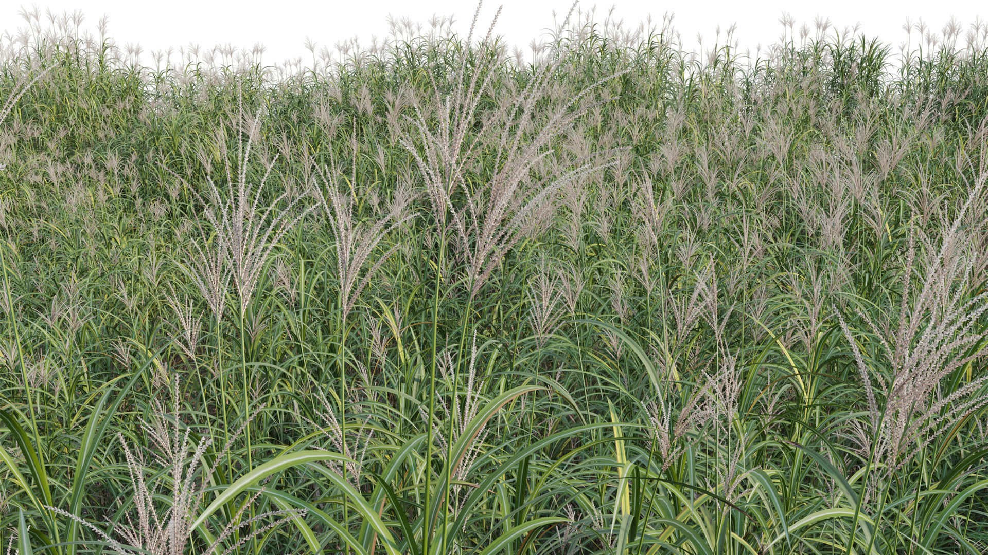 Miscanthus giganteus 02 3D model_4