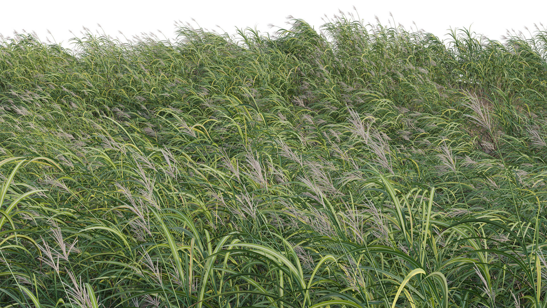 Miscanthus giganteus 02 3D model_2