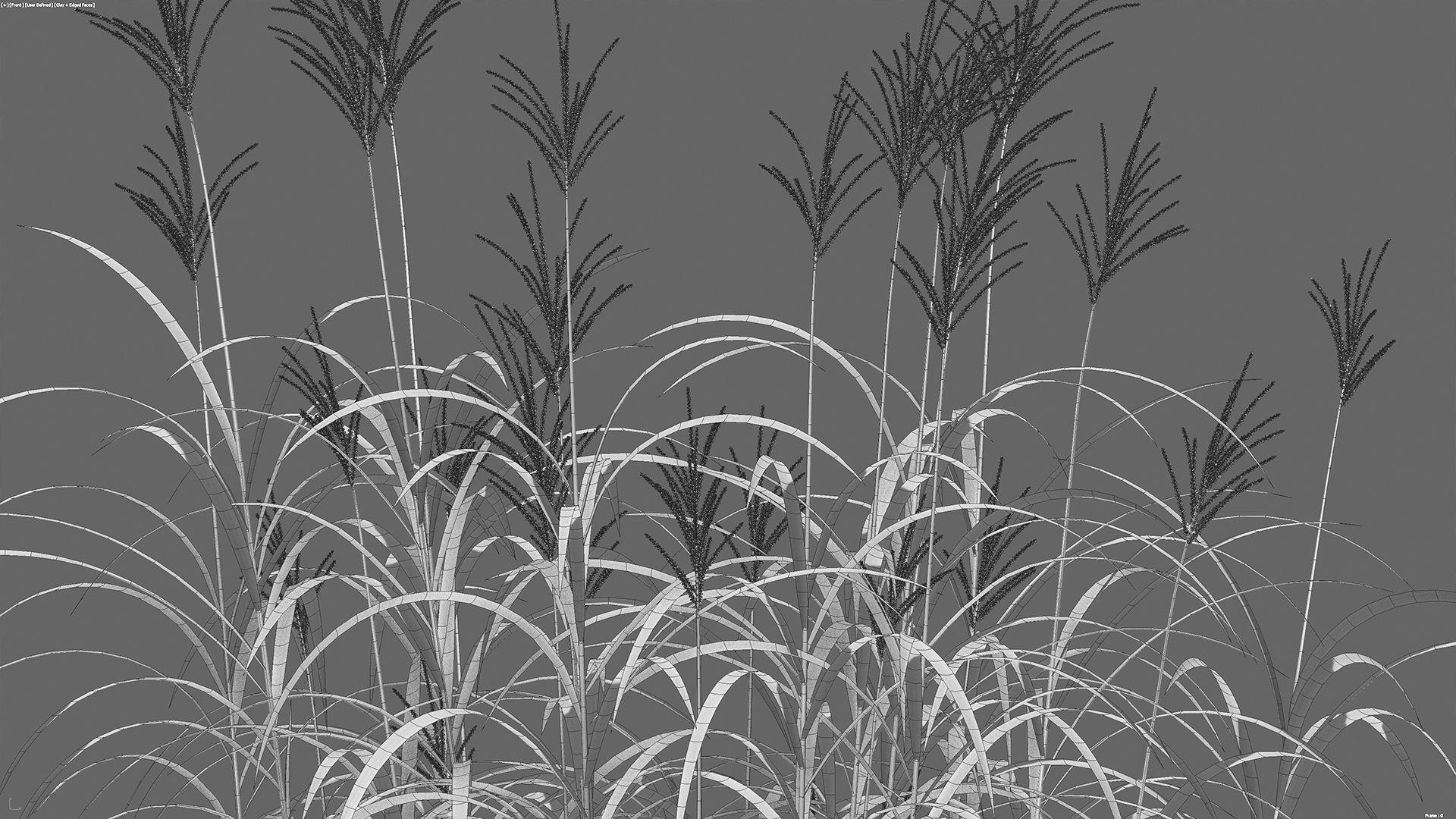 Miscanthus giganteus 3D model_6