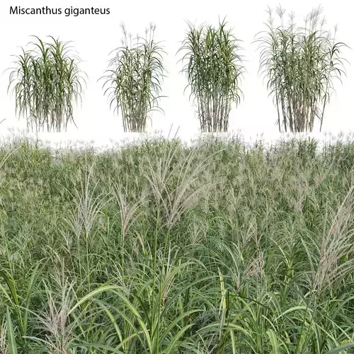 Miscanthus giganteus 3D model