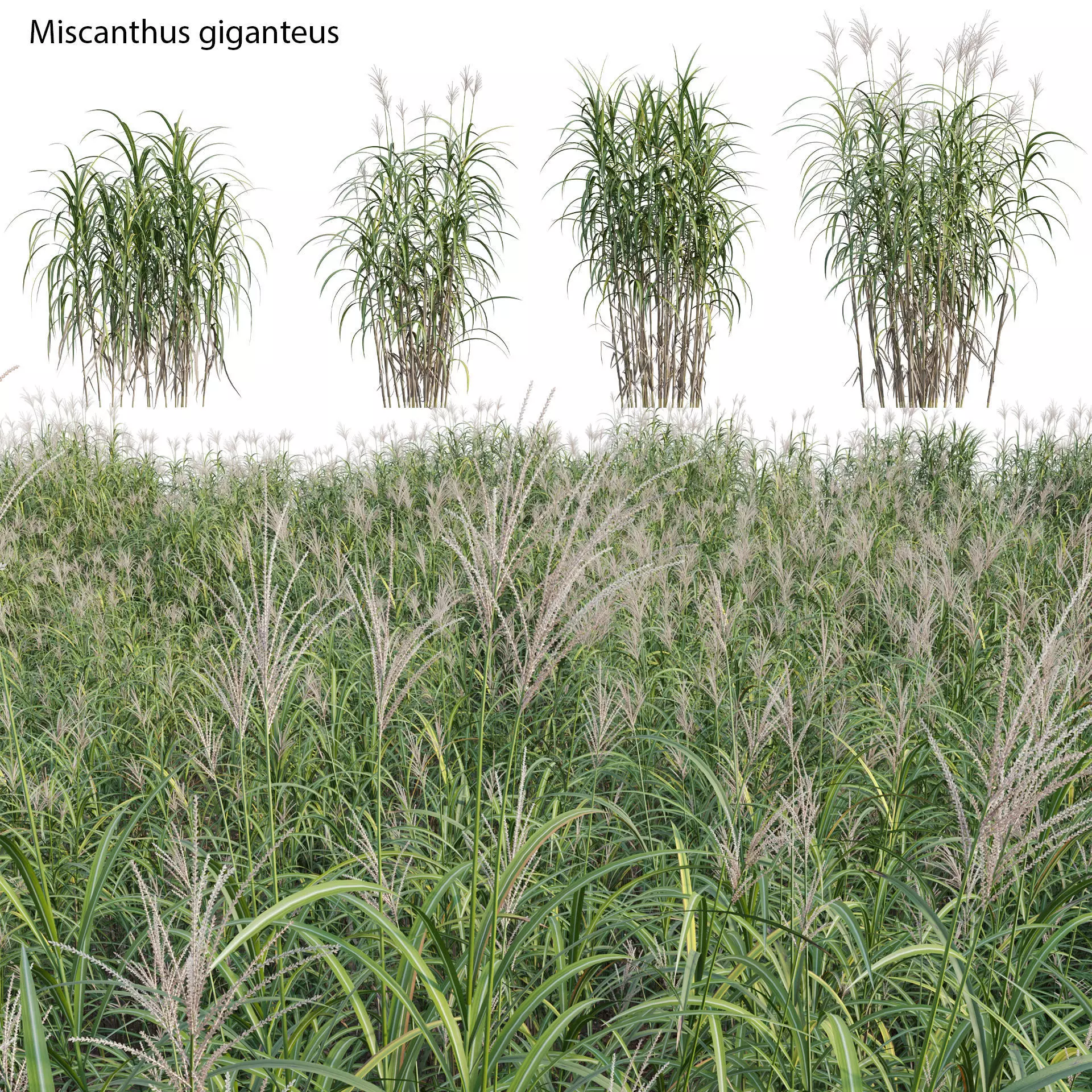 Miscanthus giganteus 3D model_0
