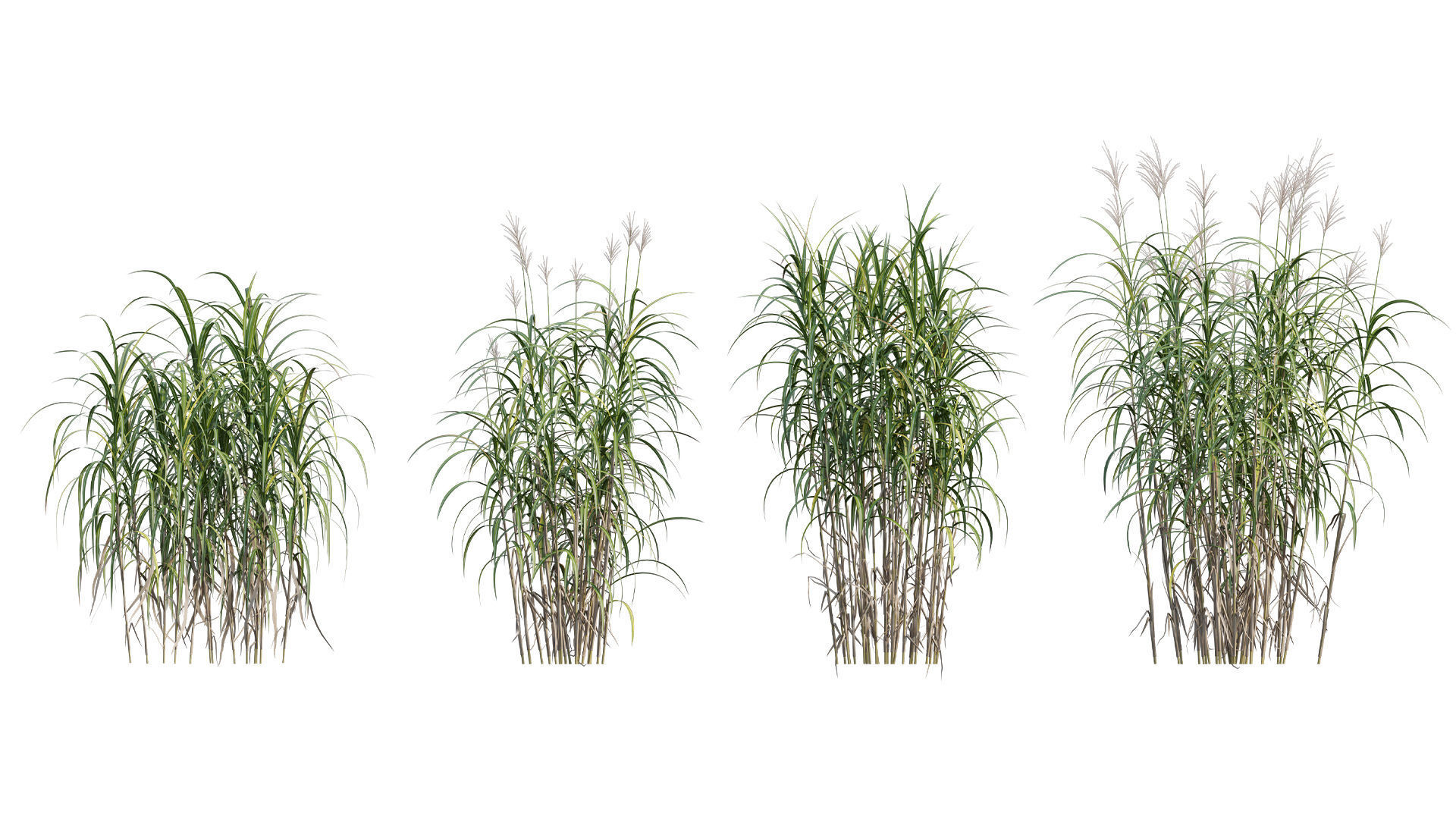 Miscanthus giganteus 3D model_1