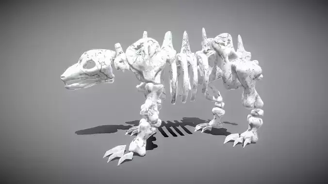 Bear Skeleton Low-poly 3D model
