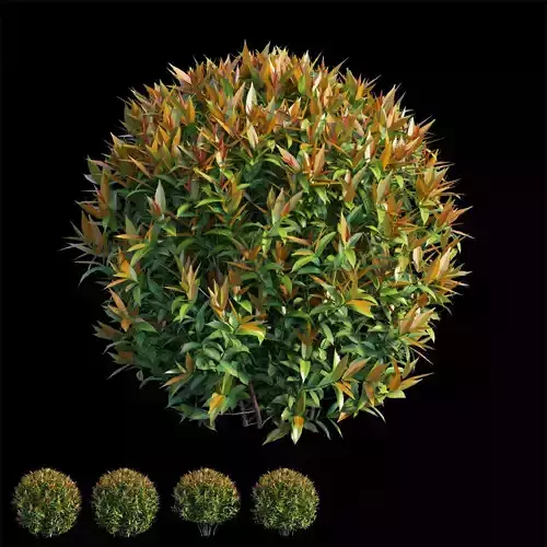 Syzygium campanulatum plant set 03 3D model