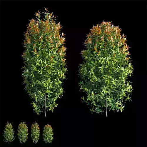 Syzygium campanulatum plant set 04 3D model