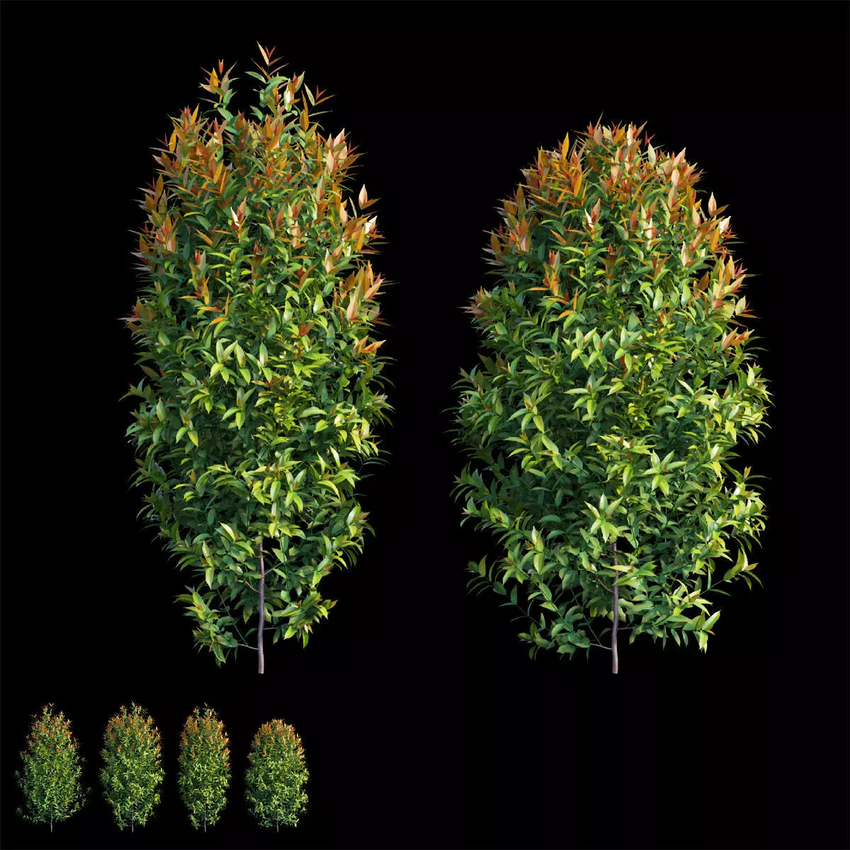 Syzygium campanulatum plant set 04 3D model