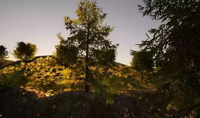 house forest with trees in sun