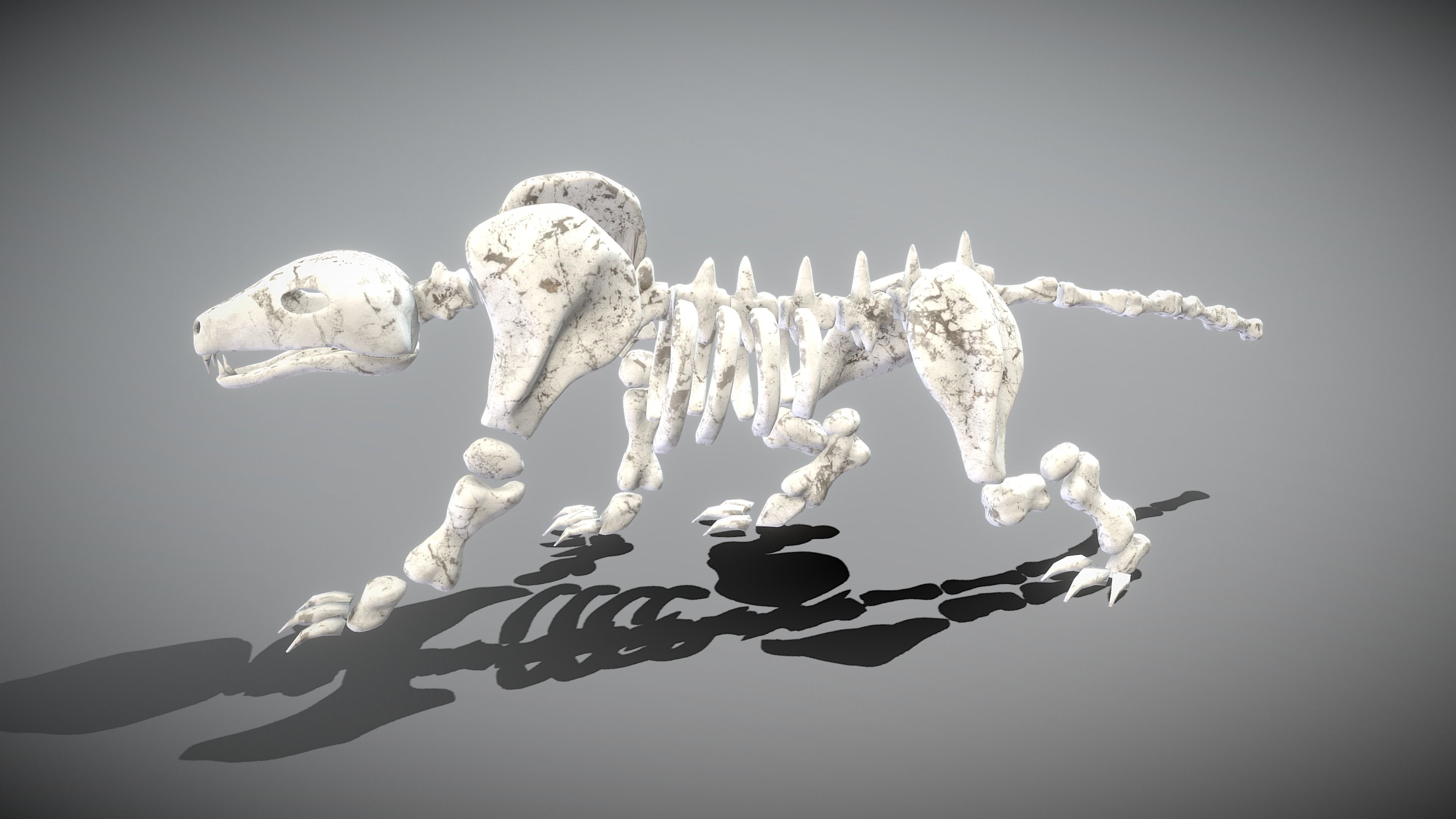 Leopard Skeleton Low-poly 3D model_7