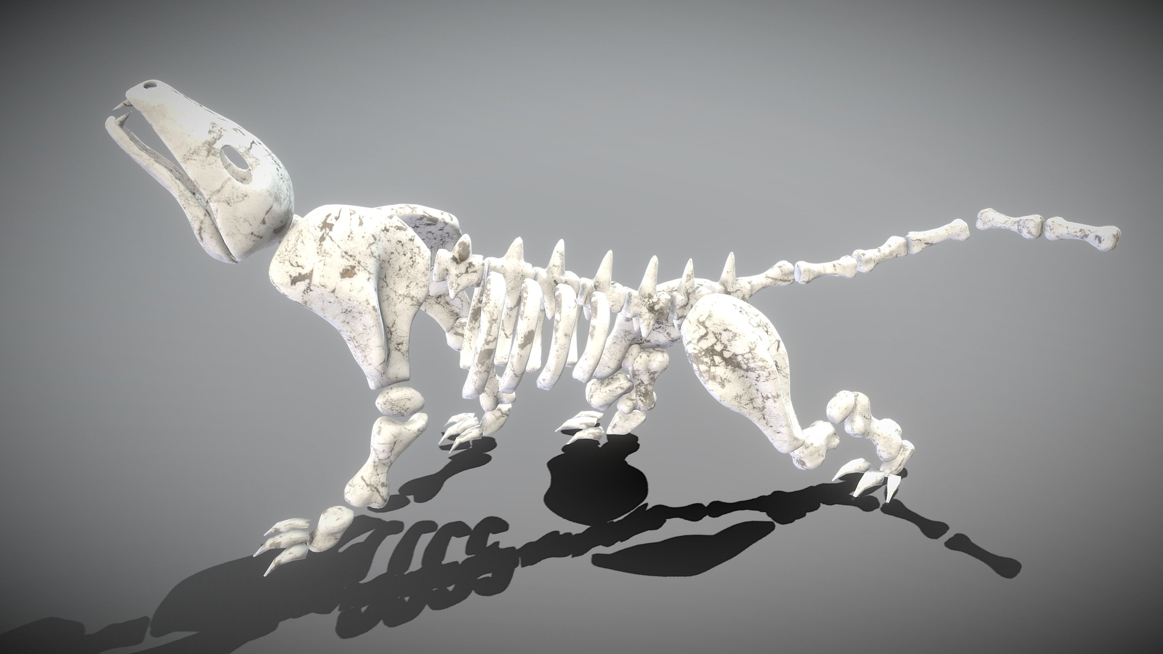 Leopard Skeleton Low-poly 3D model_10