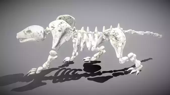 Leopard Skeleton Low-poly 3D model
