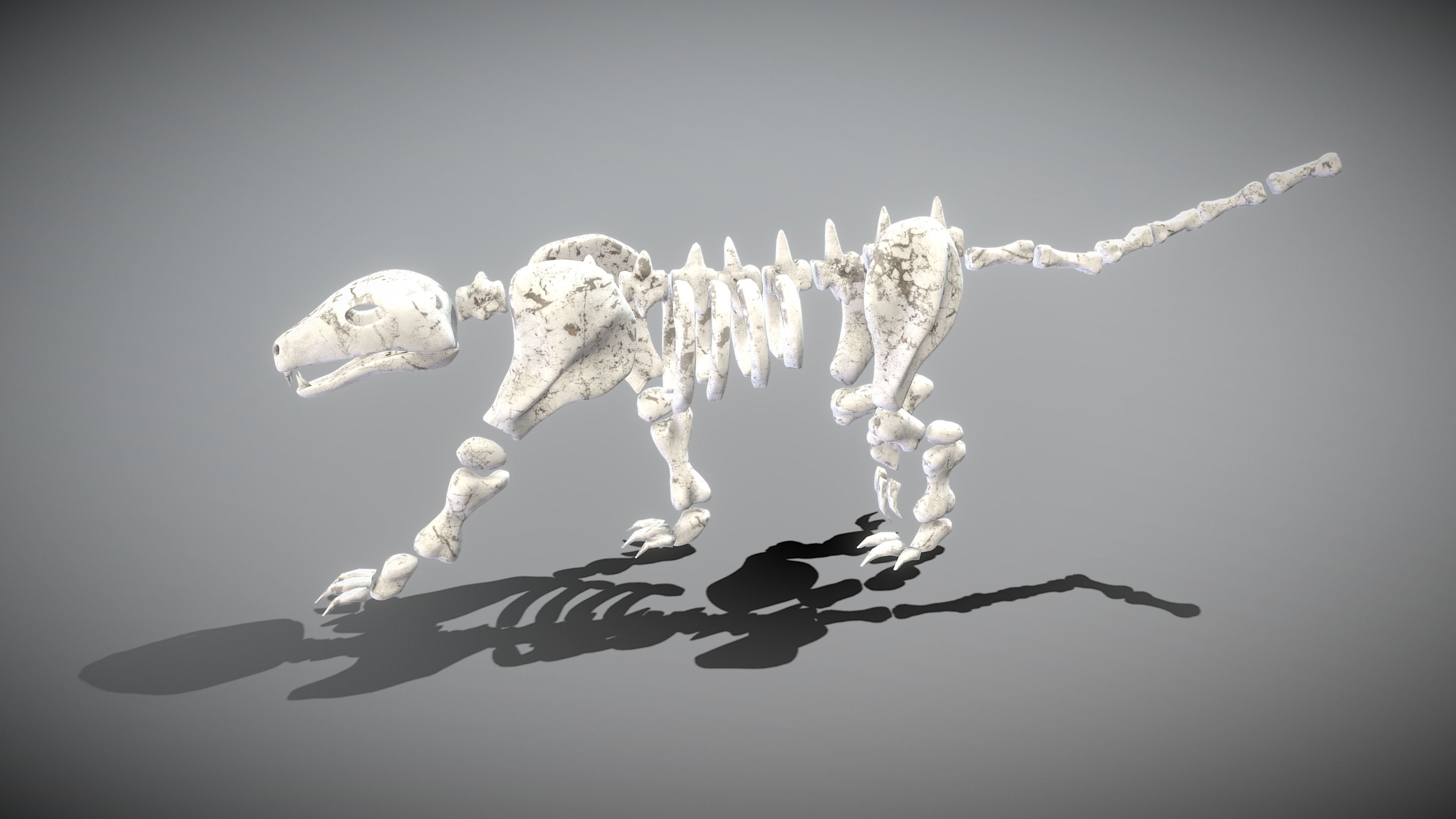 Leopard Skeleton Low-poly 3D model_8