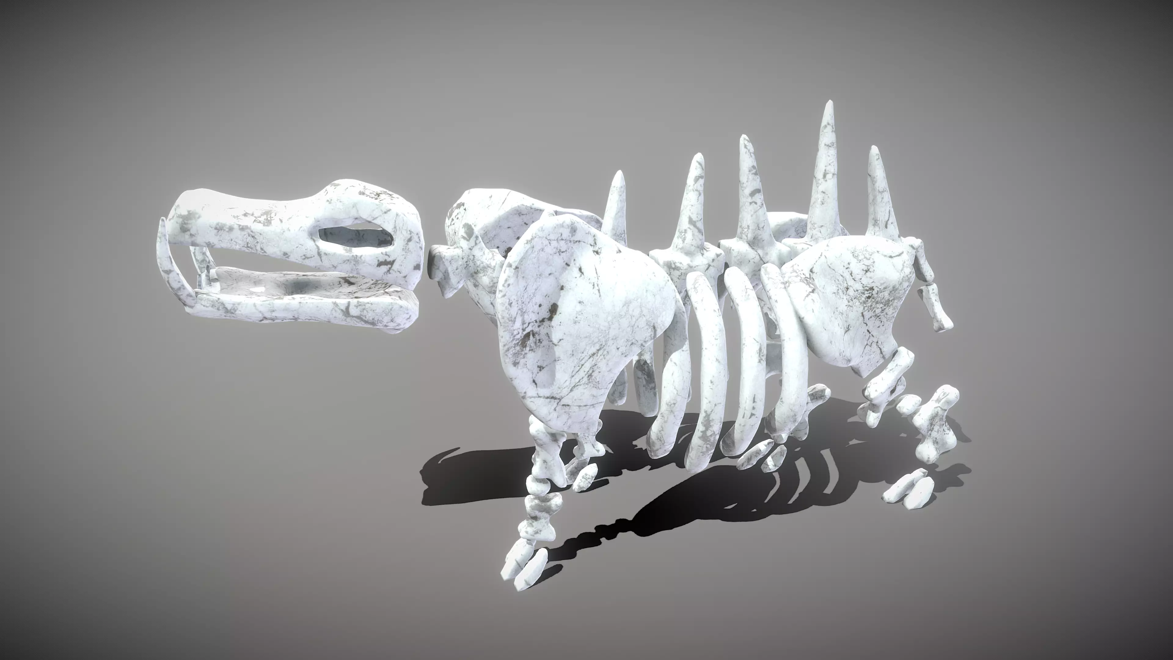 Hippo Skeleton Low-poly 3D model_0